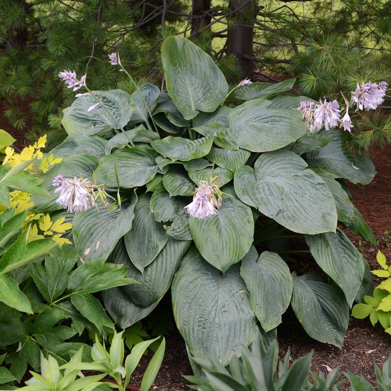 Hosta Empress Wu 5.25" Pot Perennial Shade Proven Winners Hosta of the Year 2023