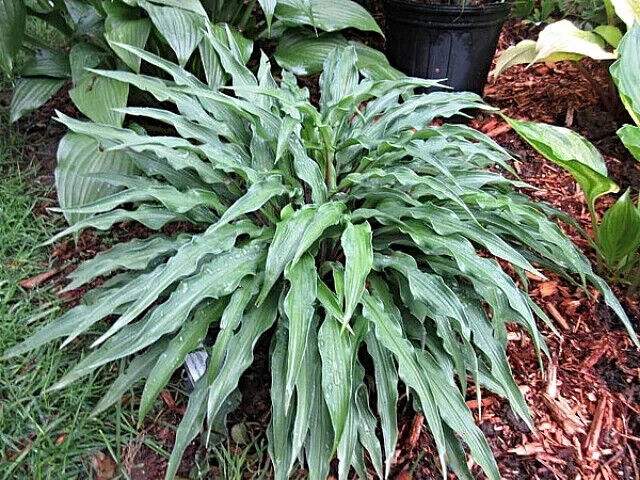 Hosta Zucchini Fries 5.25" Pot Well Rooted Perennial Shade Unusual Wild Mini