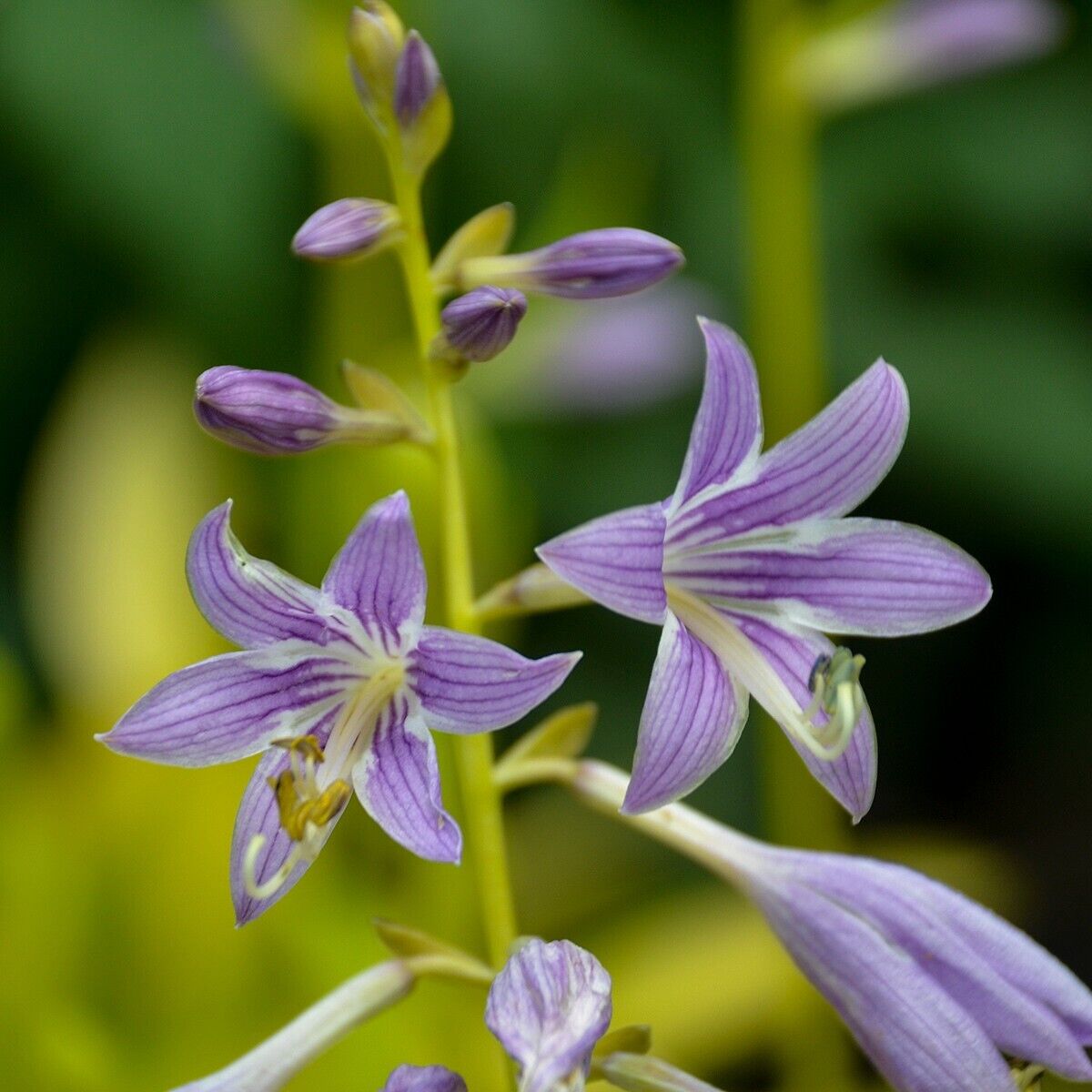 Hosta Munchkin Fire 5.25" Pot Well Rooted Perennial Shade Unusual Miniature