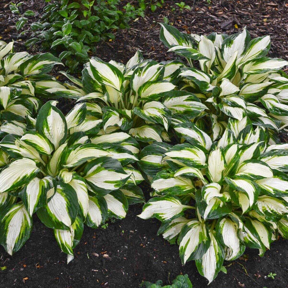 Hosta Vulcan Well Rooted 5.25" Pot Perennial Shade Hardy Plant