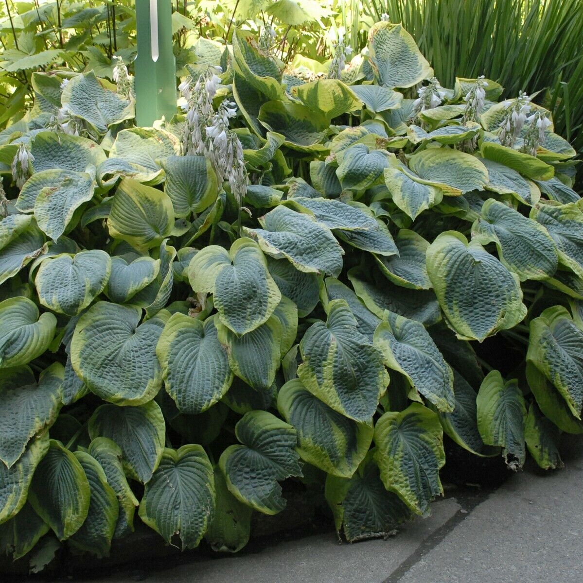 Hosta Frances Williams Rooted 5.25" Pot Perennial Shade Blue