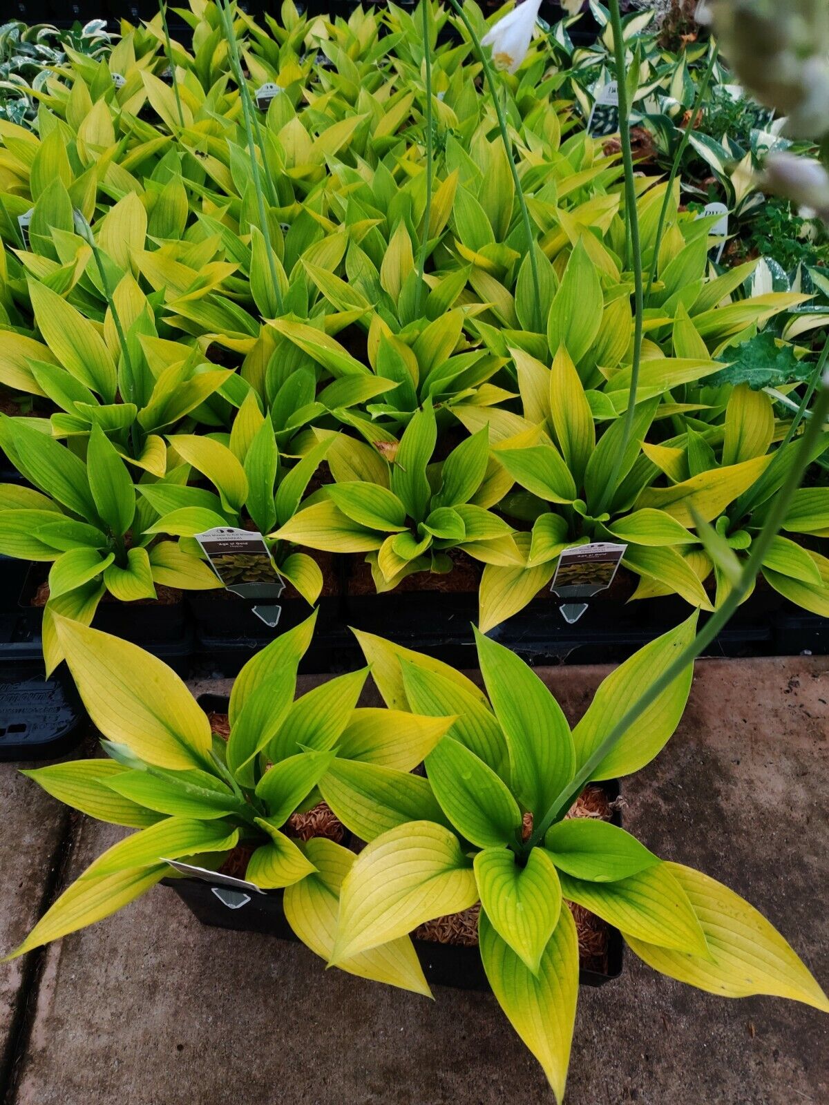 Hosta Age of Gold Well Rooted 5.25" Pot Perennial Shade Corrugated Plant