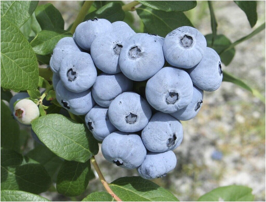 Talisman Blueberry Edible Fast Growing Fruit 5.25" Pot Perennial Big Berries