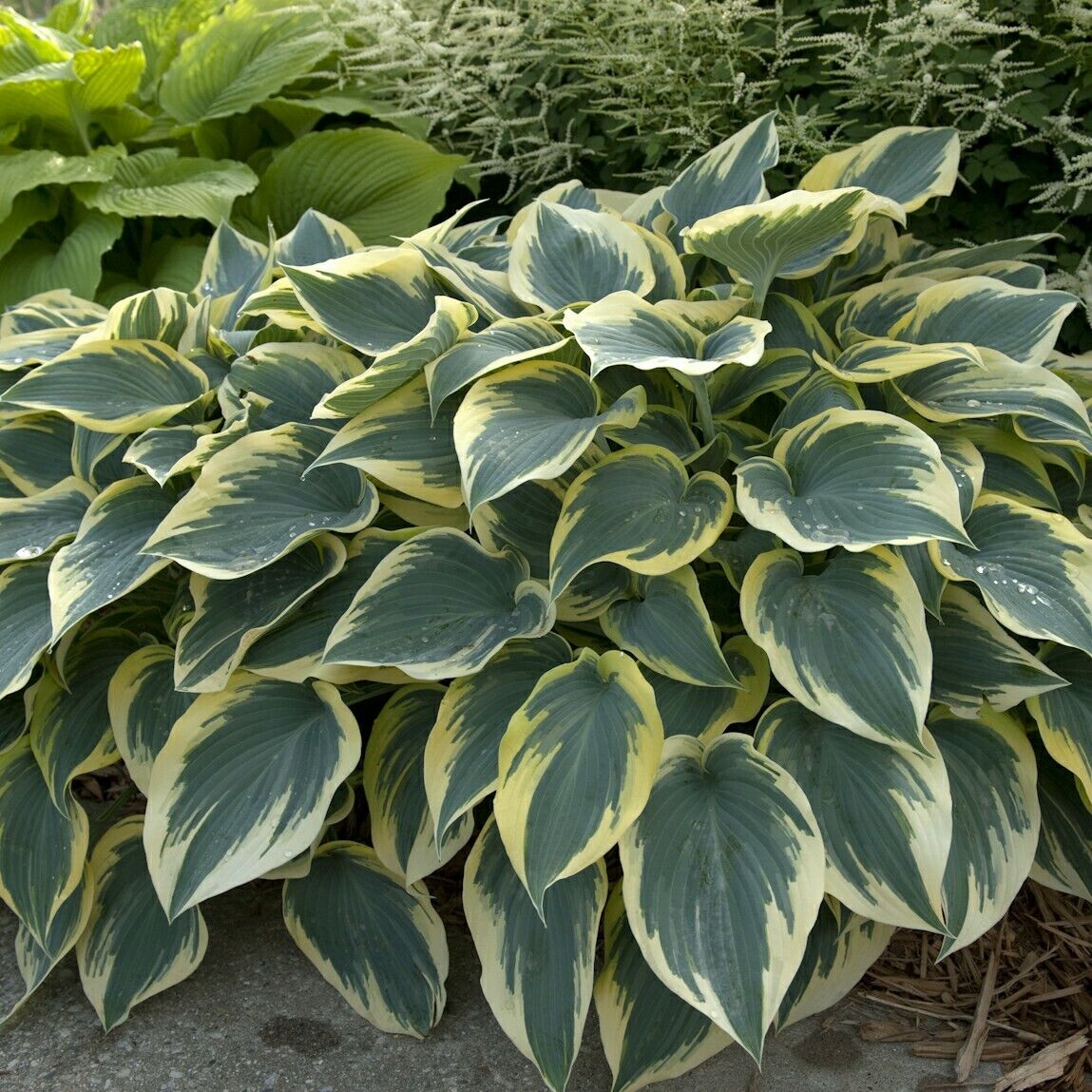 Hosta First Frost Well Rooted 5.25" Pot Perennial Shade Plant NOT A STARTER PLUG