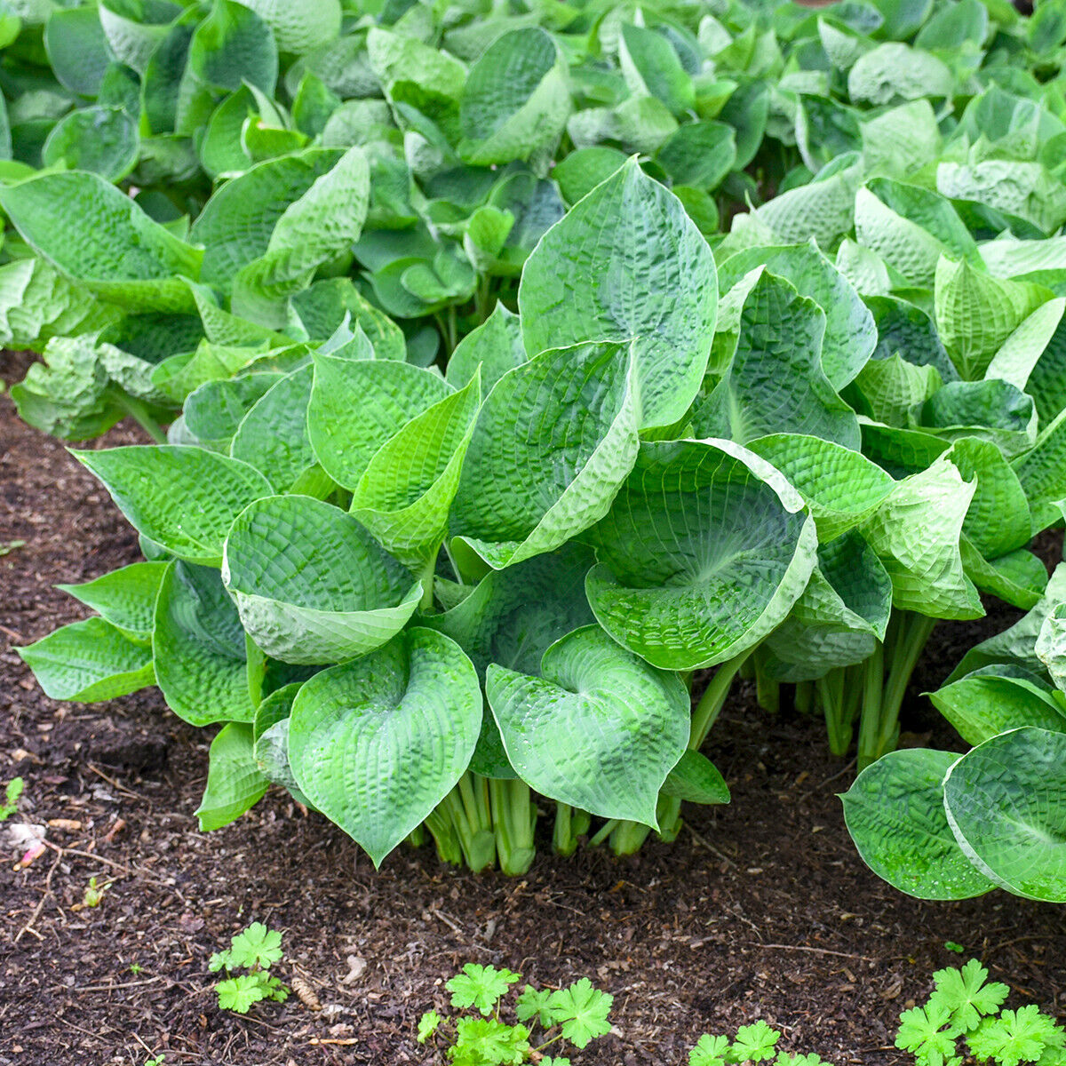 Hosta Abiqua Drinking Gourd 5.25" Pot Well Rooted Perennial Shade Cupped