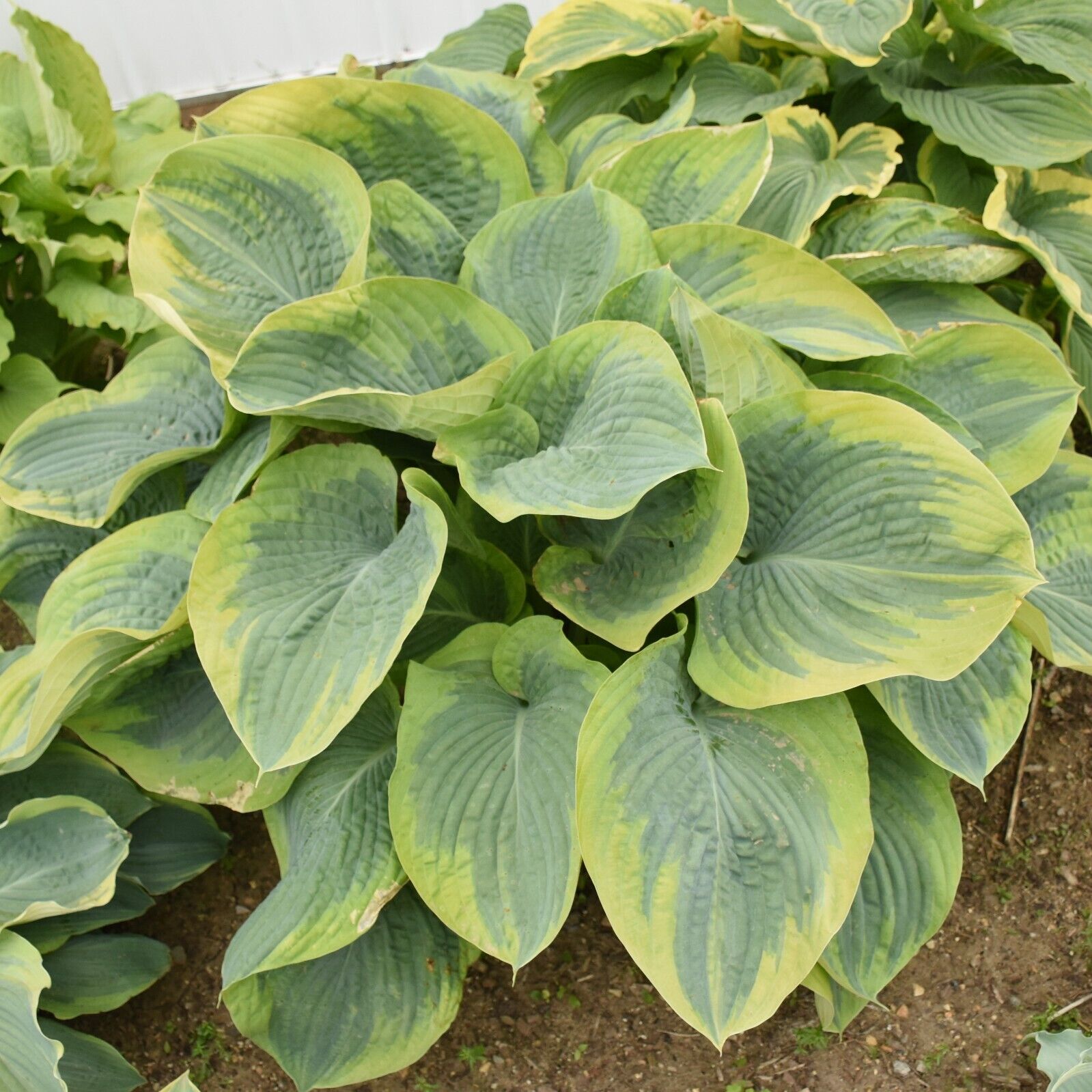 Hosta Terms of Endearment 5.25" Pot Well Rooted Perennial Shade Plant Flowers