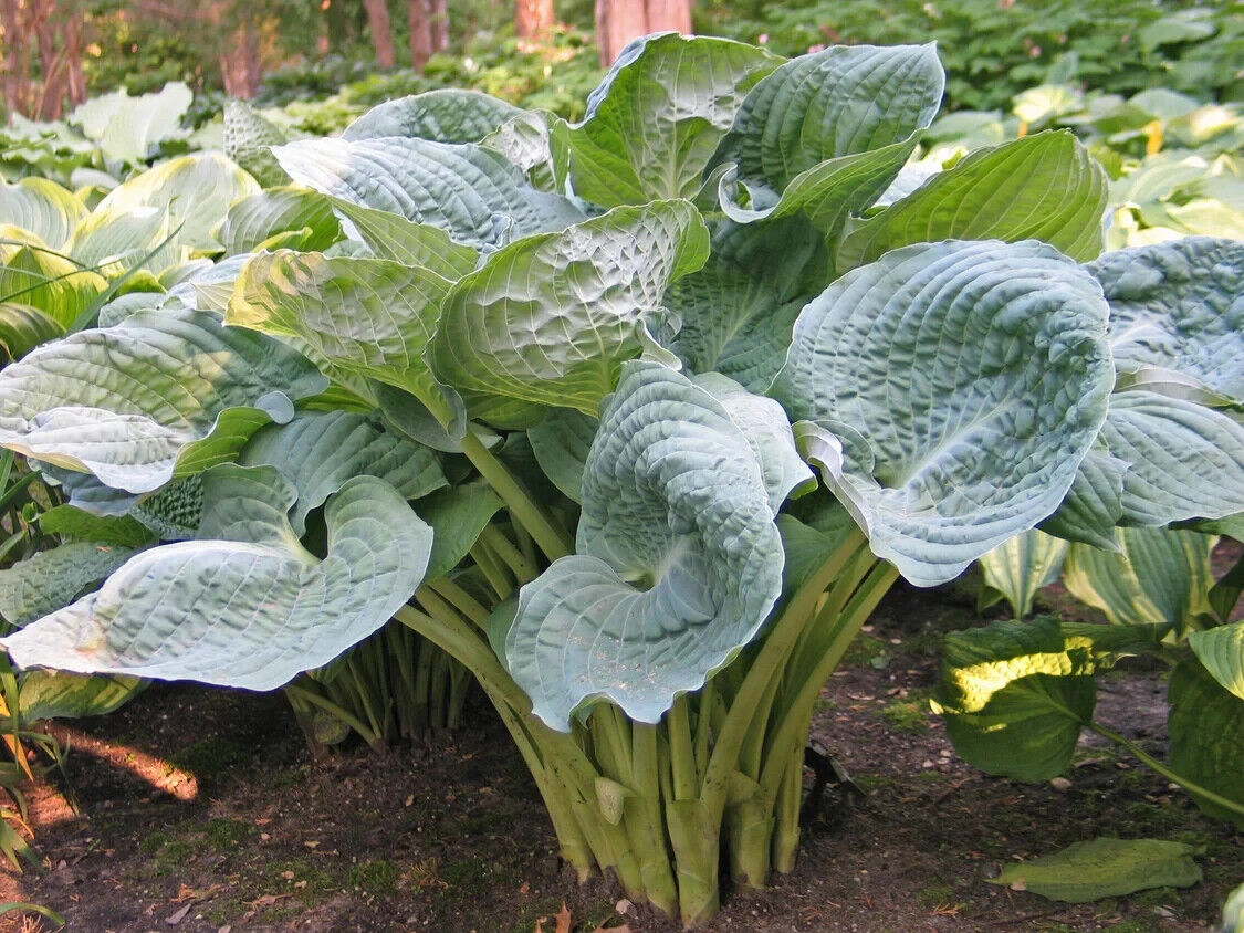 Hosta Deep Waters 5.25" Pot Well Rooted Perennial Shade Blue Corrugated