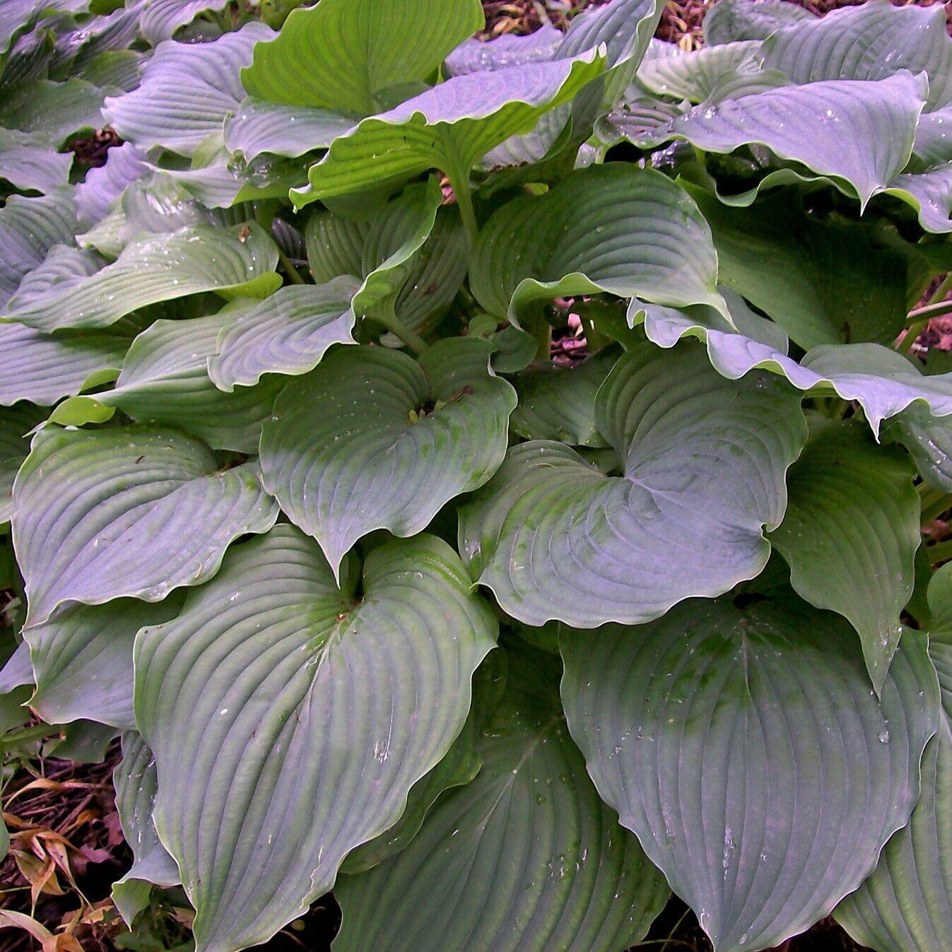 Hosta Komodo Dragon 5.25" Pot Well Rooted Perennial Shade HUGE GIANT