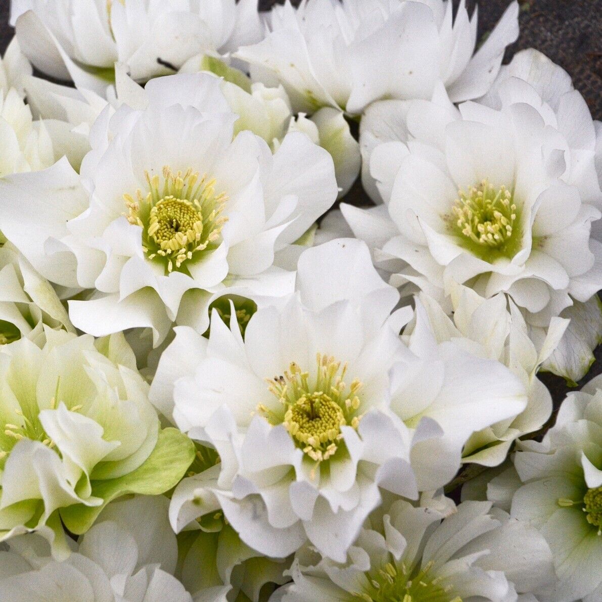 Hellebore 'Wedding Bells' Well Rooted 5.25" Pot Perennial Plant Lenten Rose