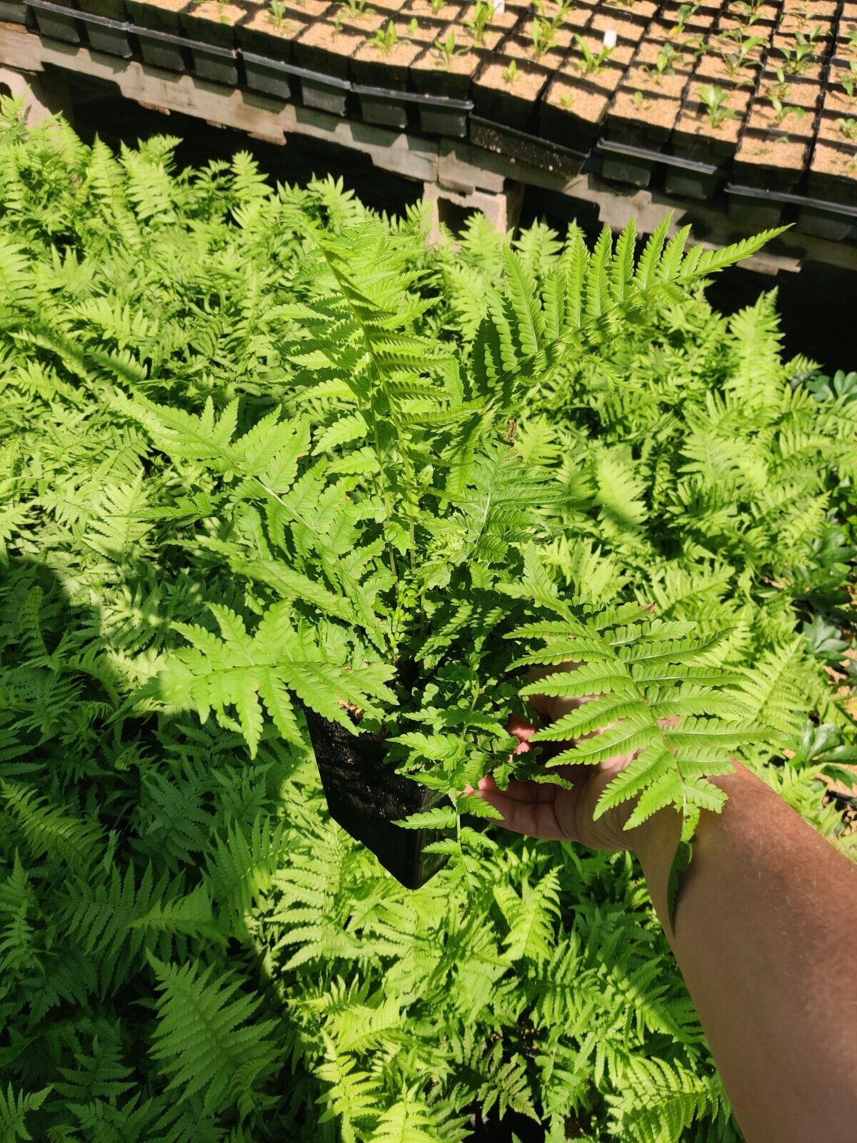 Ostrich Fern Matteuccia struthiopteris 5.25" Pot Well Rooted Perennial Fern