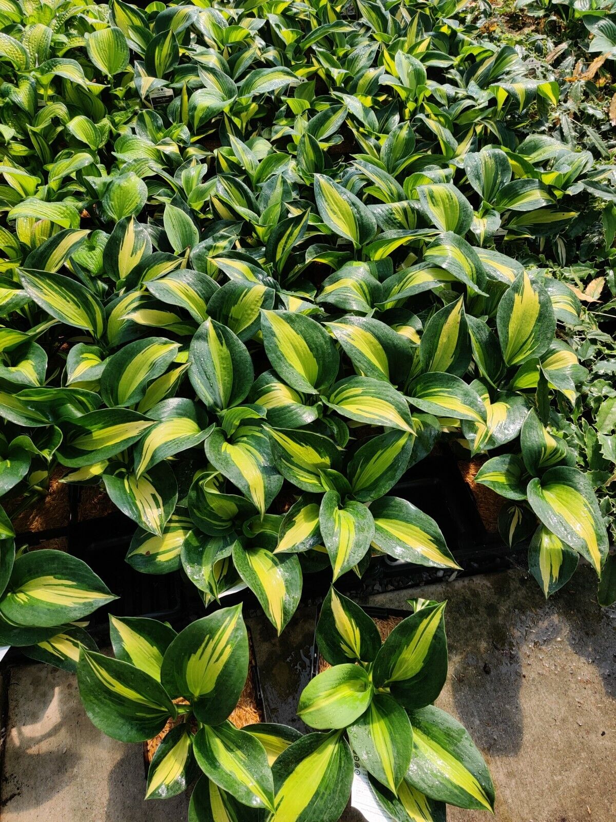 Hosta Dream Weaver Well Rooted 5.25" Pot Perennial  Plant