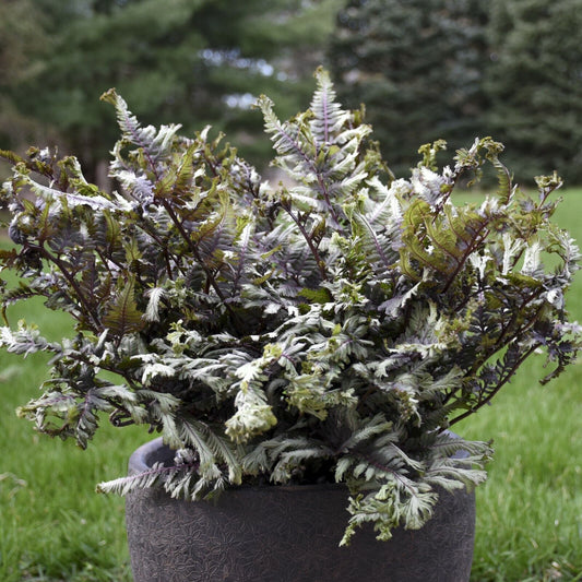 Athyrium niponicum 'Crested Surf' 5.25" Pot Perennial Proven Winners Fern