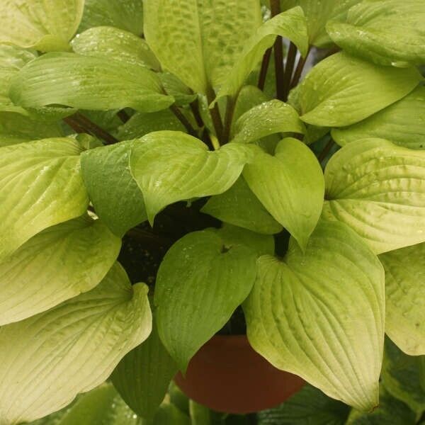 Hosta Designer Genes 5.25" Pot Well Rooted Perennial Shade Red Stems!