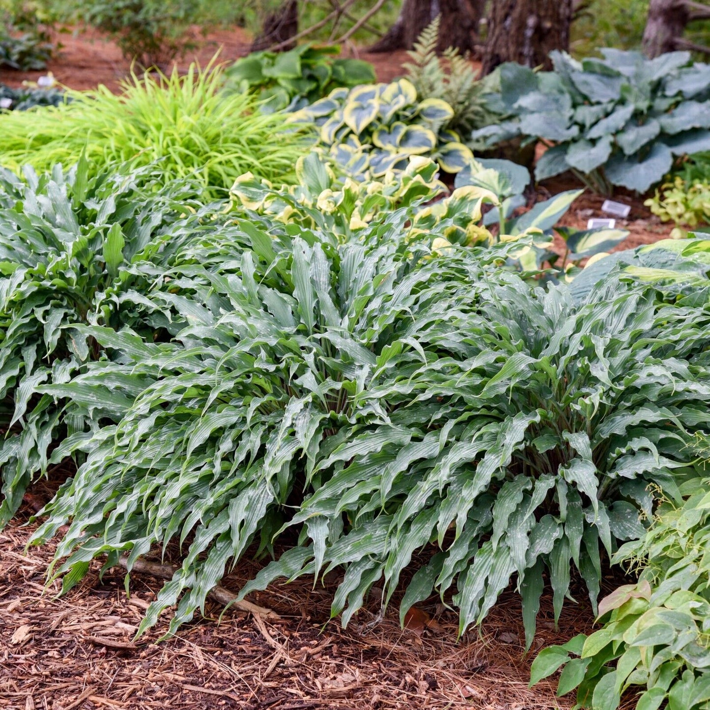 Hosta Silly String 5.25" Pot Well Rooted Perennial Shade Plant Unusual Leaves