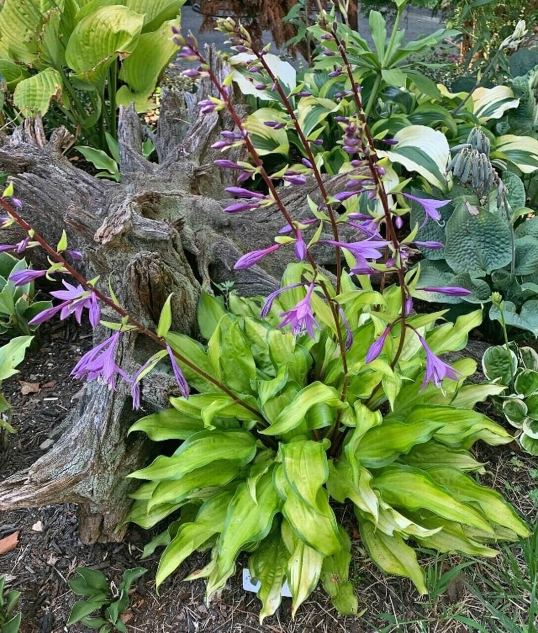 Hosta Pineapple Salsa Well Rooted 5.25" Pot Perennial Shade Plant Unique