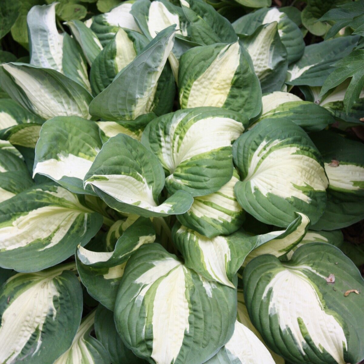 Hosta Vulcan Well Rooted 5.25" Pot Perennial Shade Hardy Plant