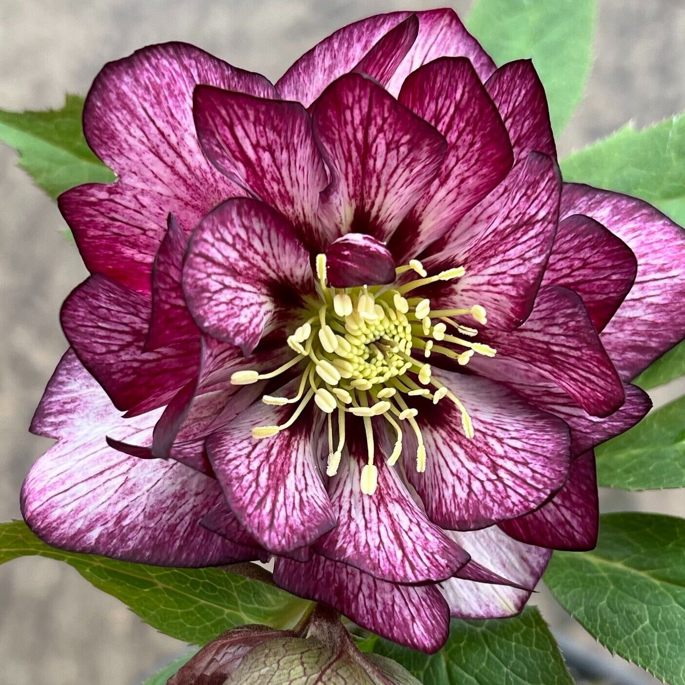 Hellebore 'Whirlwind Romance' Well Rooted 5.25" Pot Perennial Plant Lenten Rose