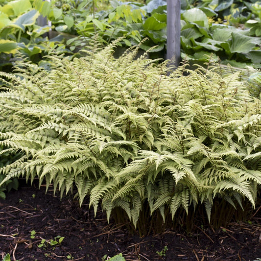 Athyrium 'Ghost' 5.25" Pot Perennial Fern Shade Plant Hybrid Hosta