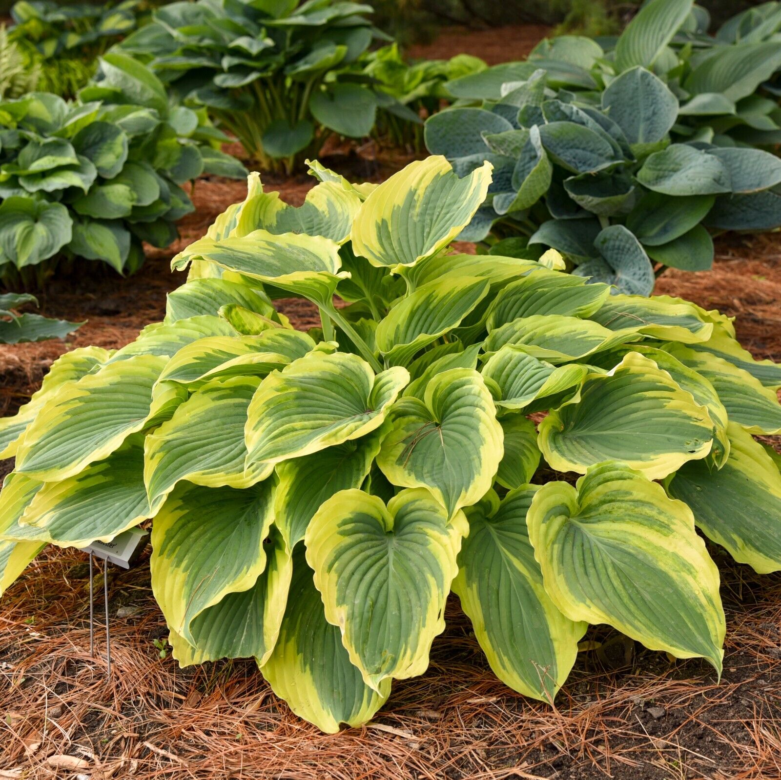 Hosta Trendsetter Well Rooted 5.25" Pot Perennial Shade Plant Gorgeous