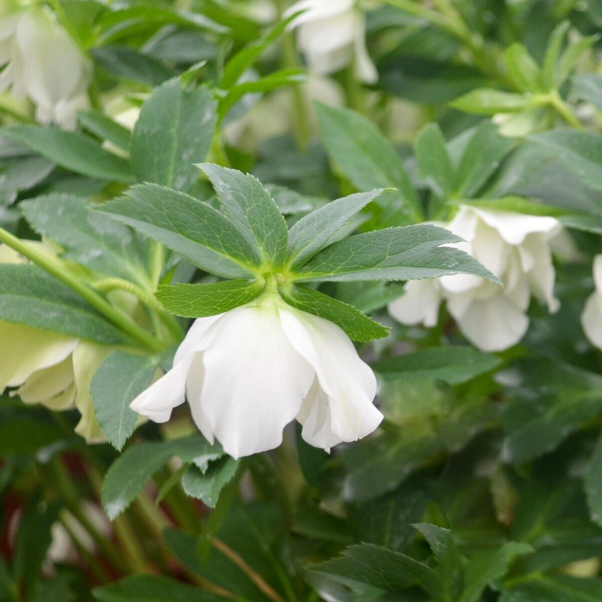Hellebore 'Wedding Bells' Well Rooted 5.25" Pot Perennial Plant Lenten Rose