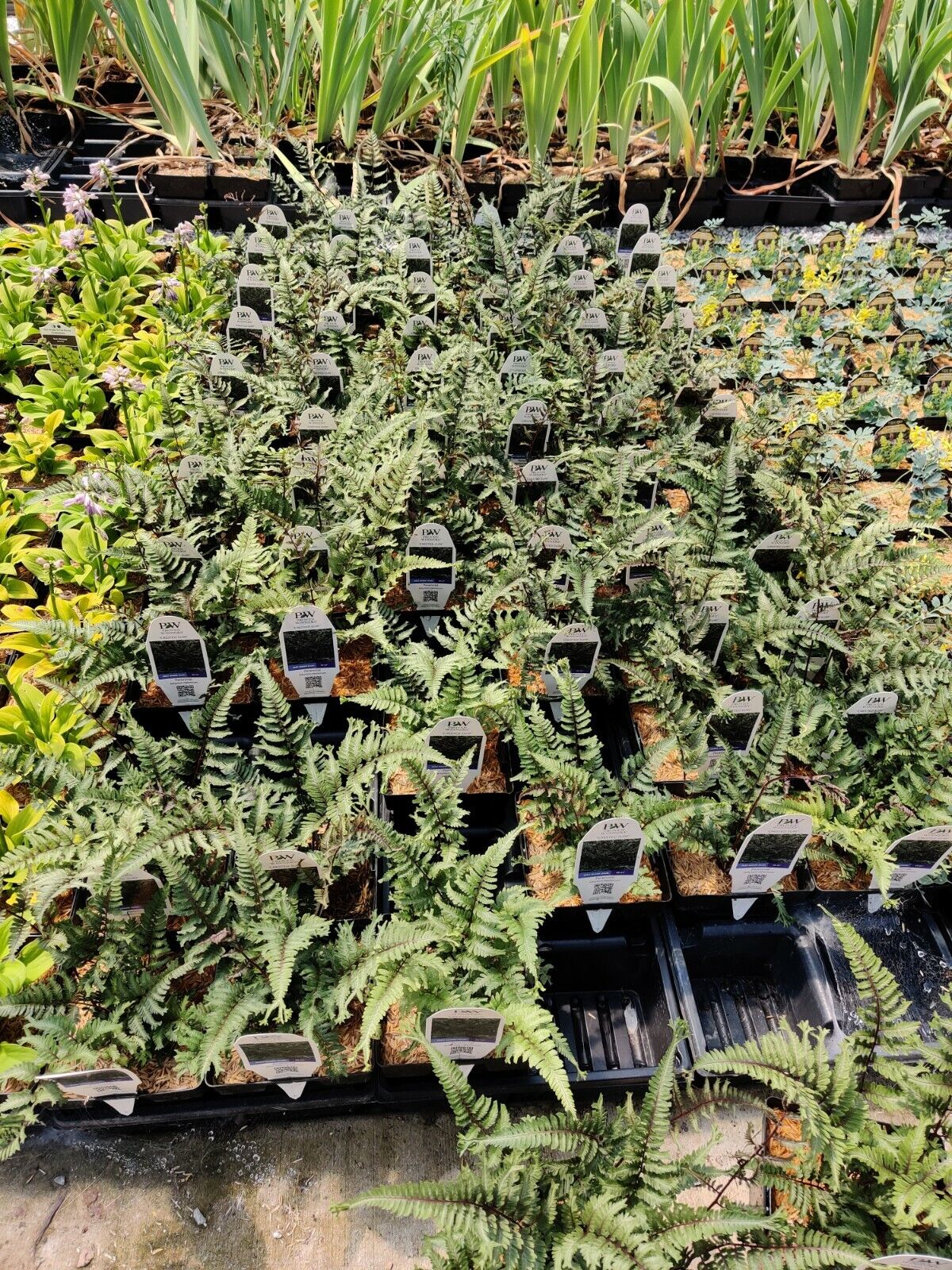 Athyrium niponicum 'Crested Surf' 5.25" Pot Perennial Proven Winners Fern