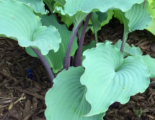 Hosta Skywriter Well Rooted 5.25" Pot Perennial Shade 2025 Hosta of the YEAR