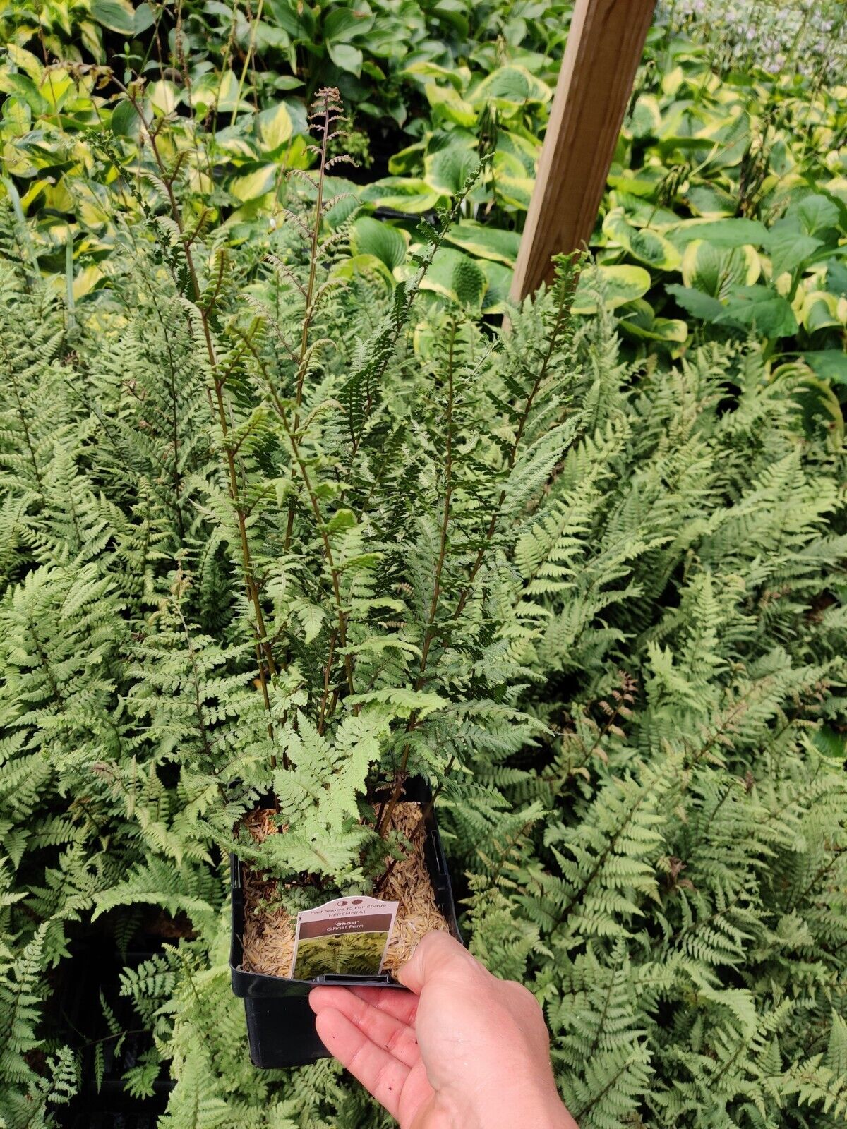 Athyrium 'Ghost' 5.25" Pot Perennial Fern Shade Plant Hybrid Hosta