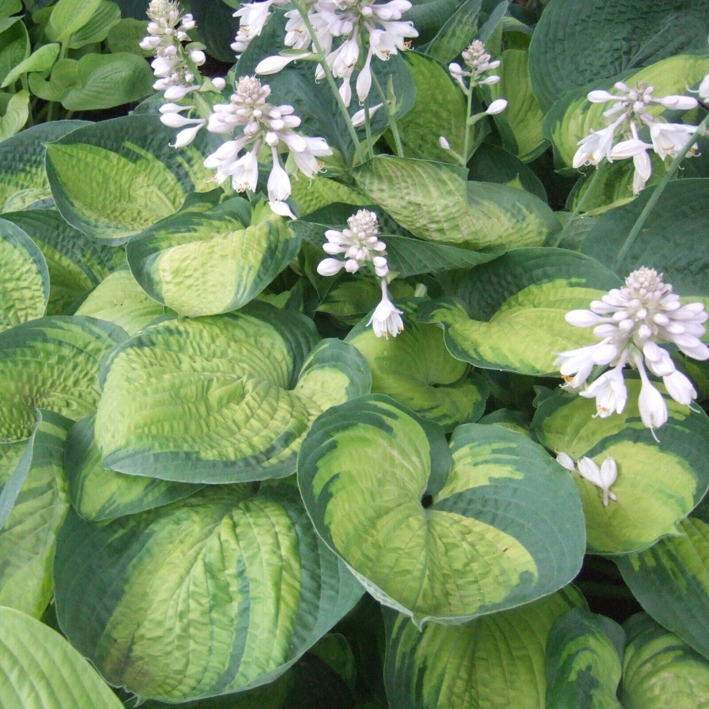 Hosta Paradigm Rooted 5.25" Pot Perennial Shade Colorful Variety Corrugated