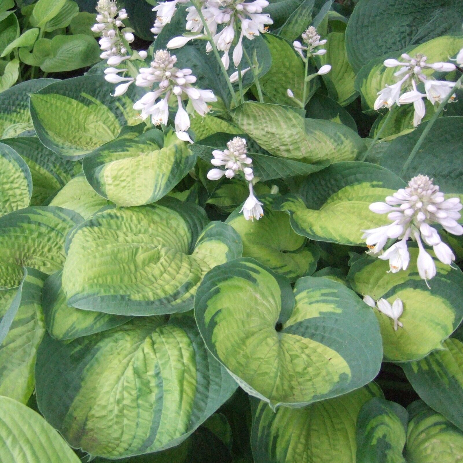 Hosta Paradigm Rooted 5.25" Pot Perennial Shade Colorful Variety Corrugated