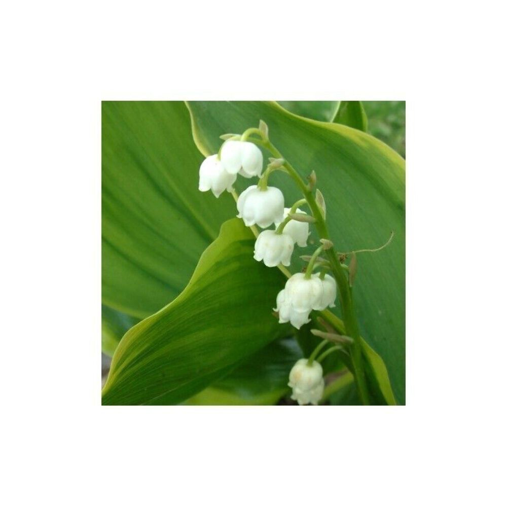Convallaria majalis Hardwick Hall 5.25" Pot Perennial Shade Ground Cover