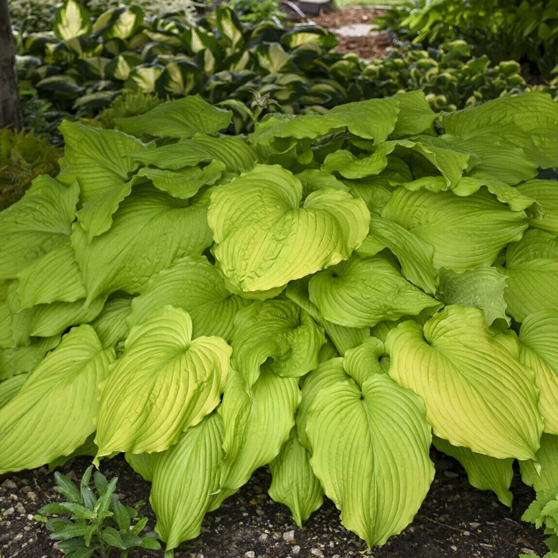 Hosta Dancing Queen Well Rooted 5.25" Pot Perennial Shade Bright and Colorful