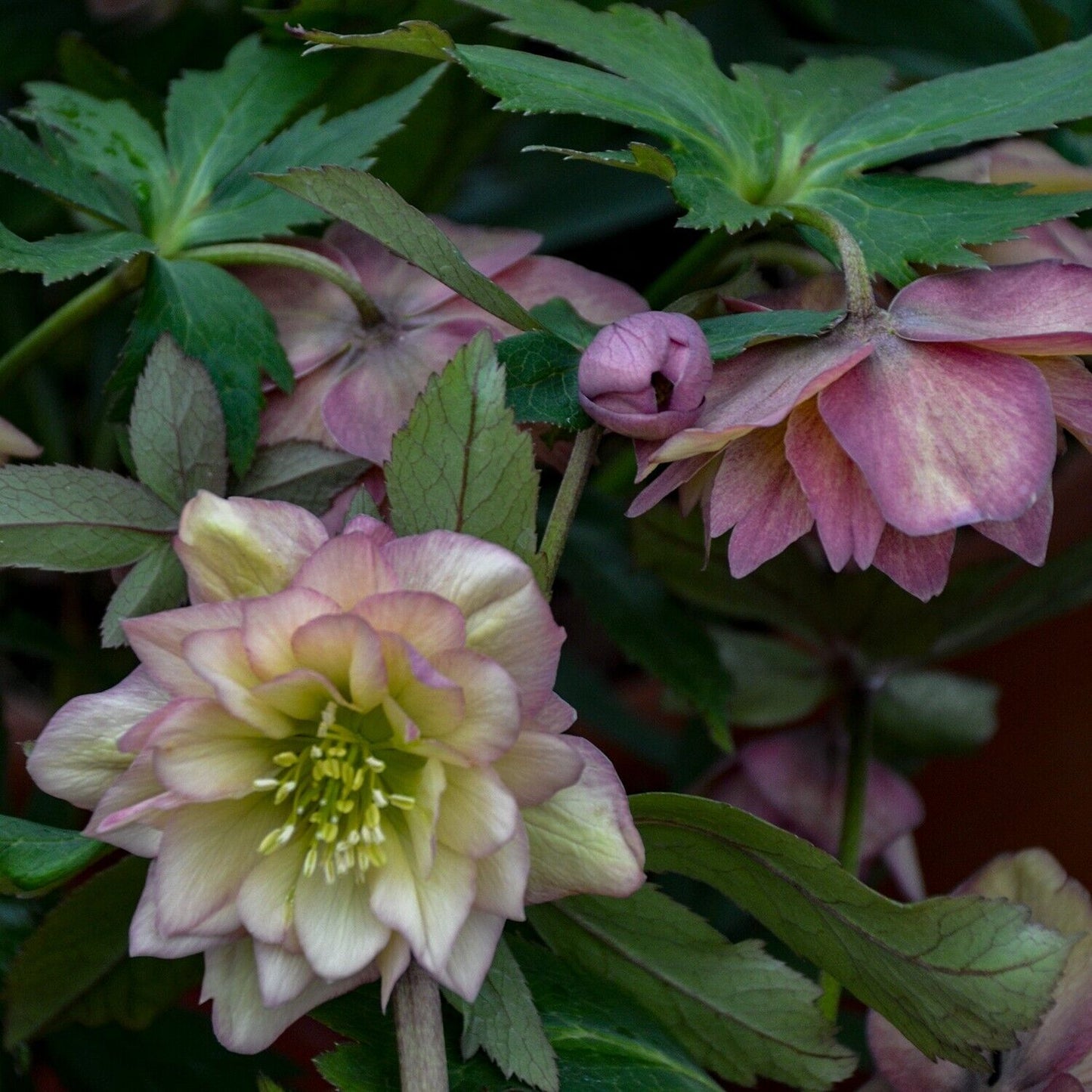 Hellebore 'Mother of the Bride' Well Rooted 5.25" Perennial Plant Lenten Rose