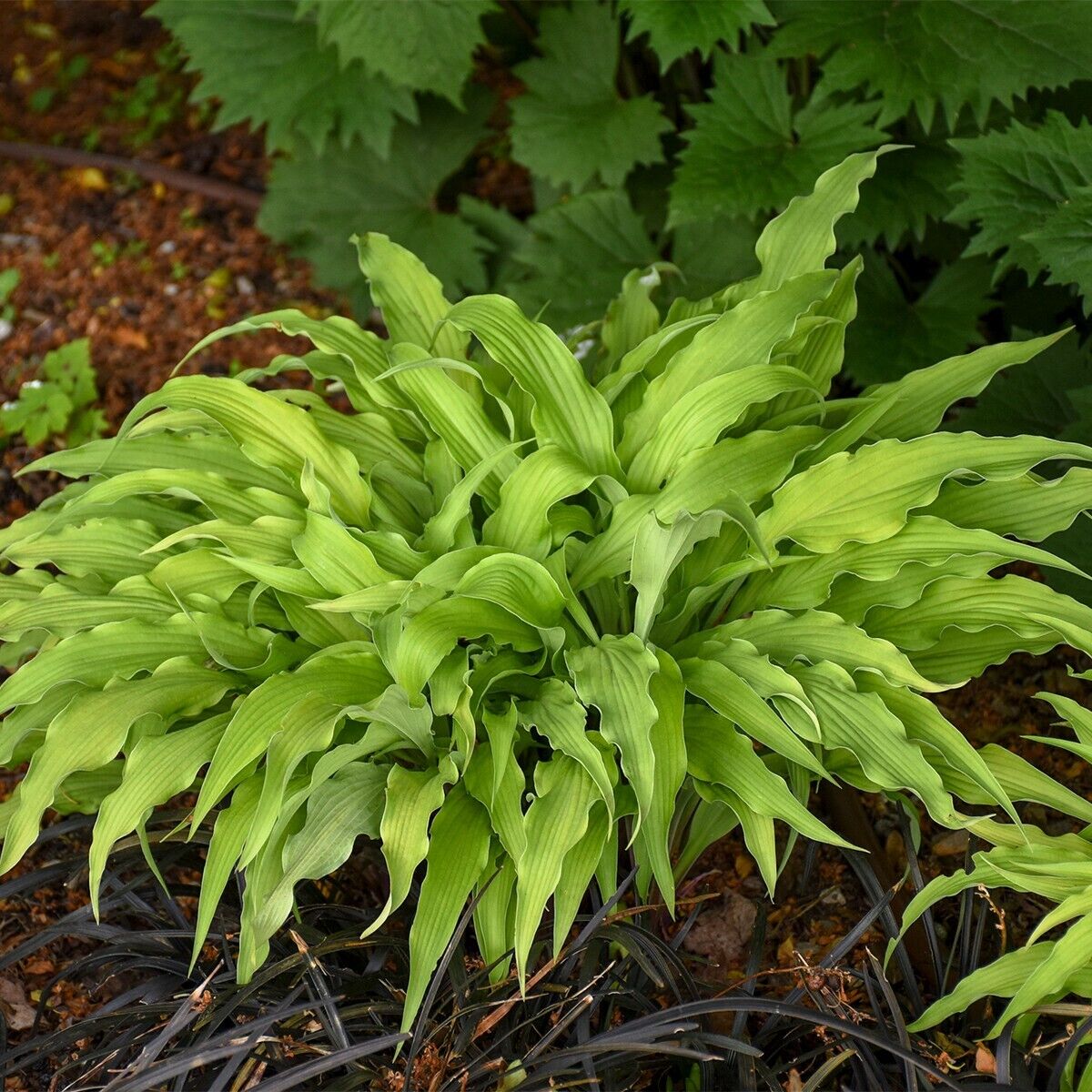 Hosta Curly Fries 5.25" Pot Well Rooted Perennial Shade Strange