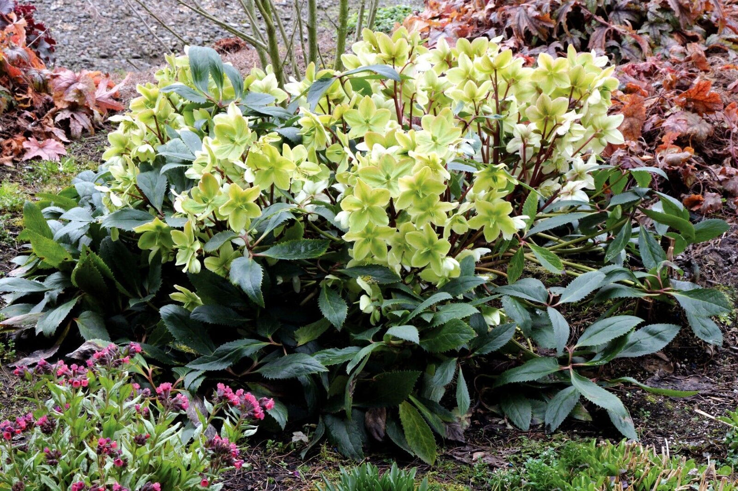 Hellebore 'Honeyhill Joy' Well Rooted 5.25" Pot Perennial Plant Lenten Rose