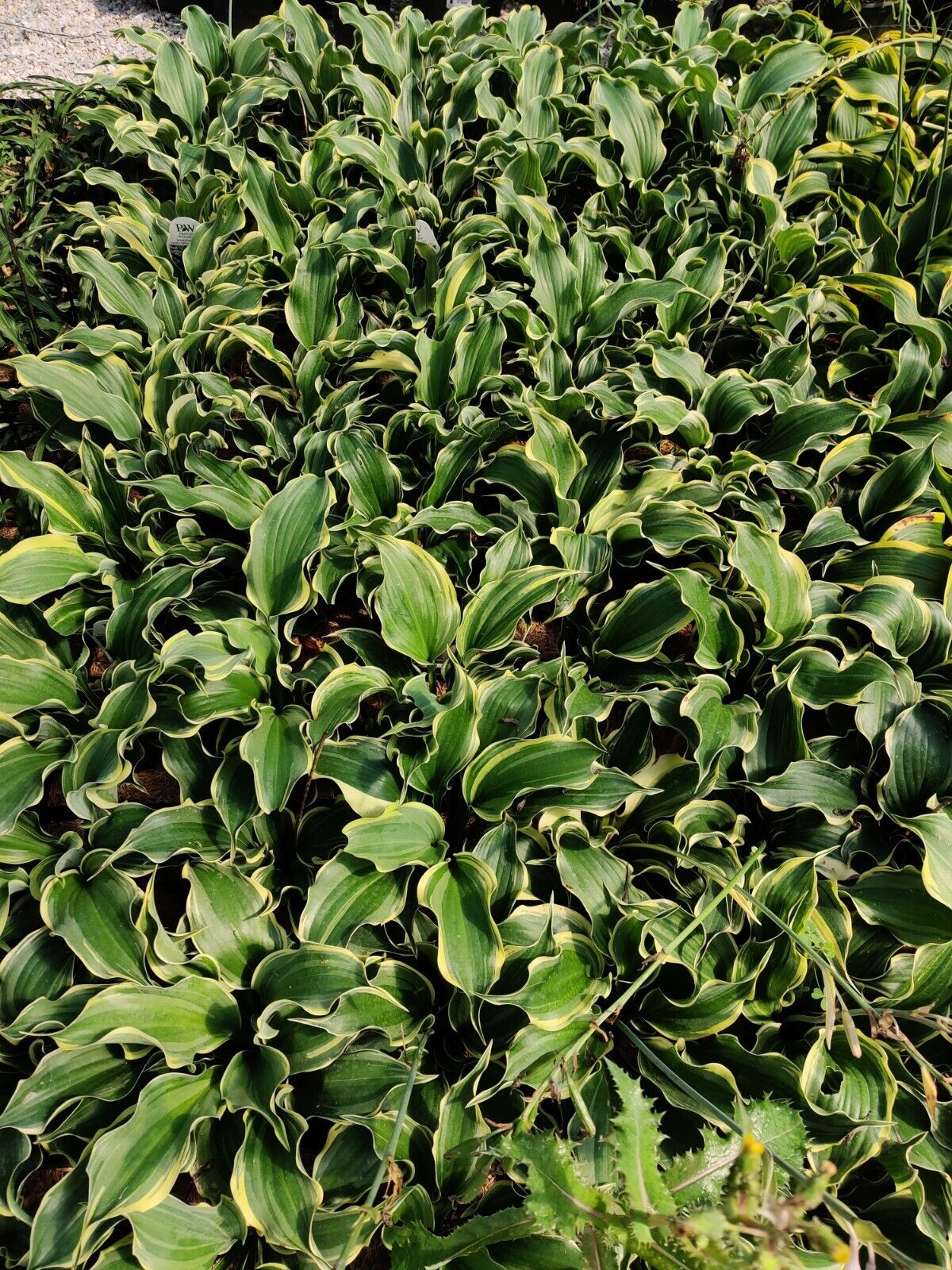 Hosta Hope Springs Eternal Well Rooted 5.25" Pot Perennial Proven Winners