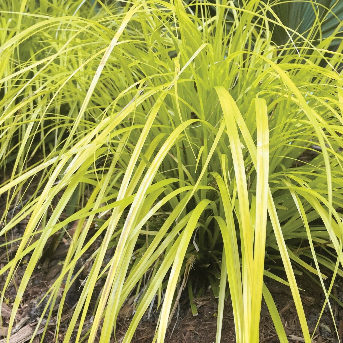 Evercolor 'Everillo' Japanese Sedge Carex Shade Grass Hosta Companion
