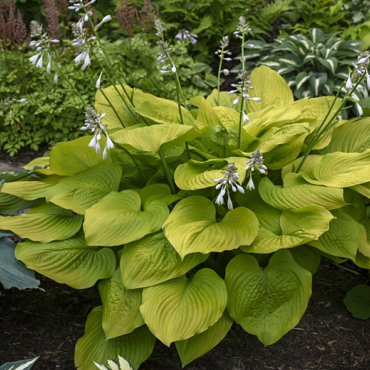 Hosta Age of Gold Well Rooted 5.25" Pot Perennial Shade Corrugated Plant