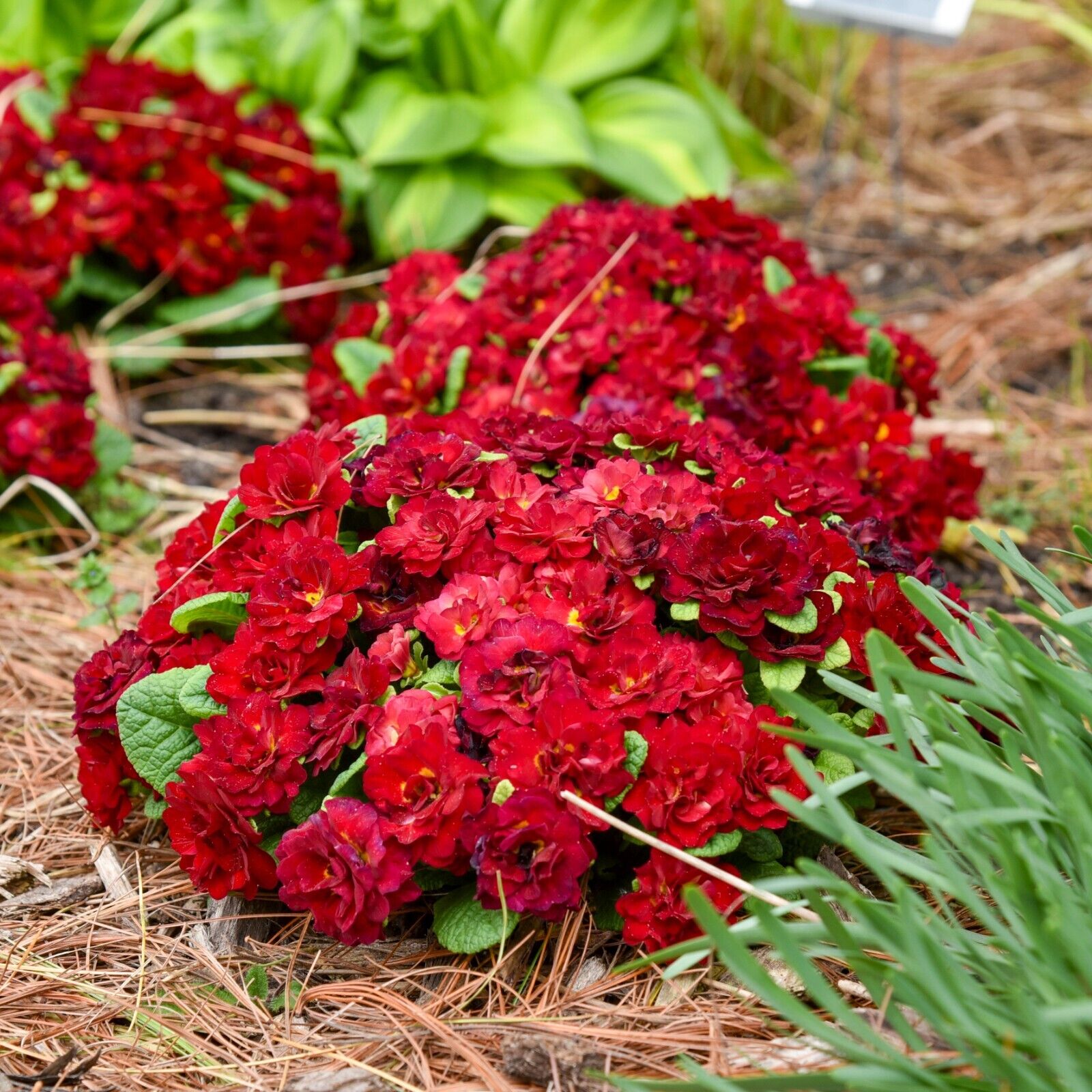 Primula Belarina Valentine Well Rooted 5.25" Pot Perennial Plant Primrose