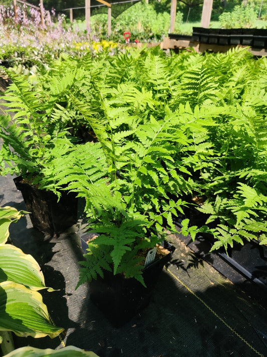 Ostrich Fern Matteuccia struthiopteris 5.25" Pot Well Rooted Perennial Fern