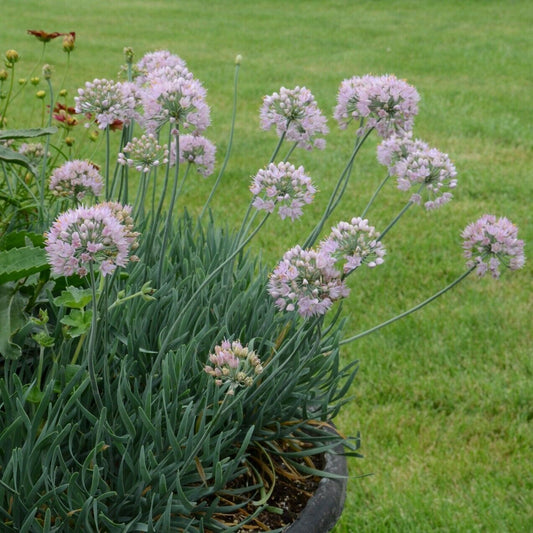 Allium Blue Eddy Ornamental Onion 5.25 inch Pot Size Perennial Plant Sun