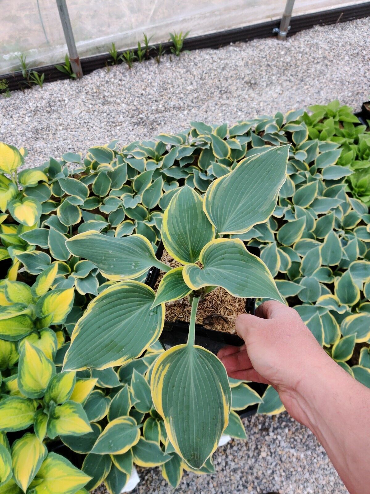 Hosta First Frost Well Rooted 5.25" Pot Perennial Shade Plant NOT A STARTER PLUG