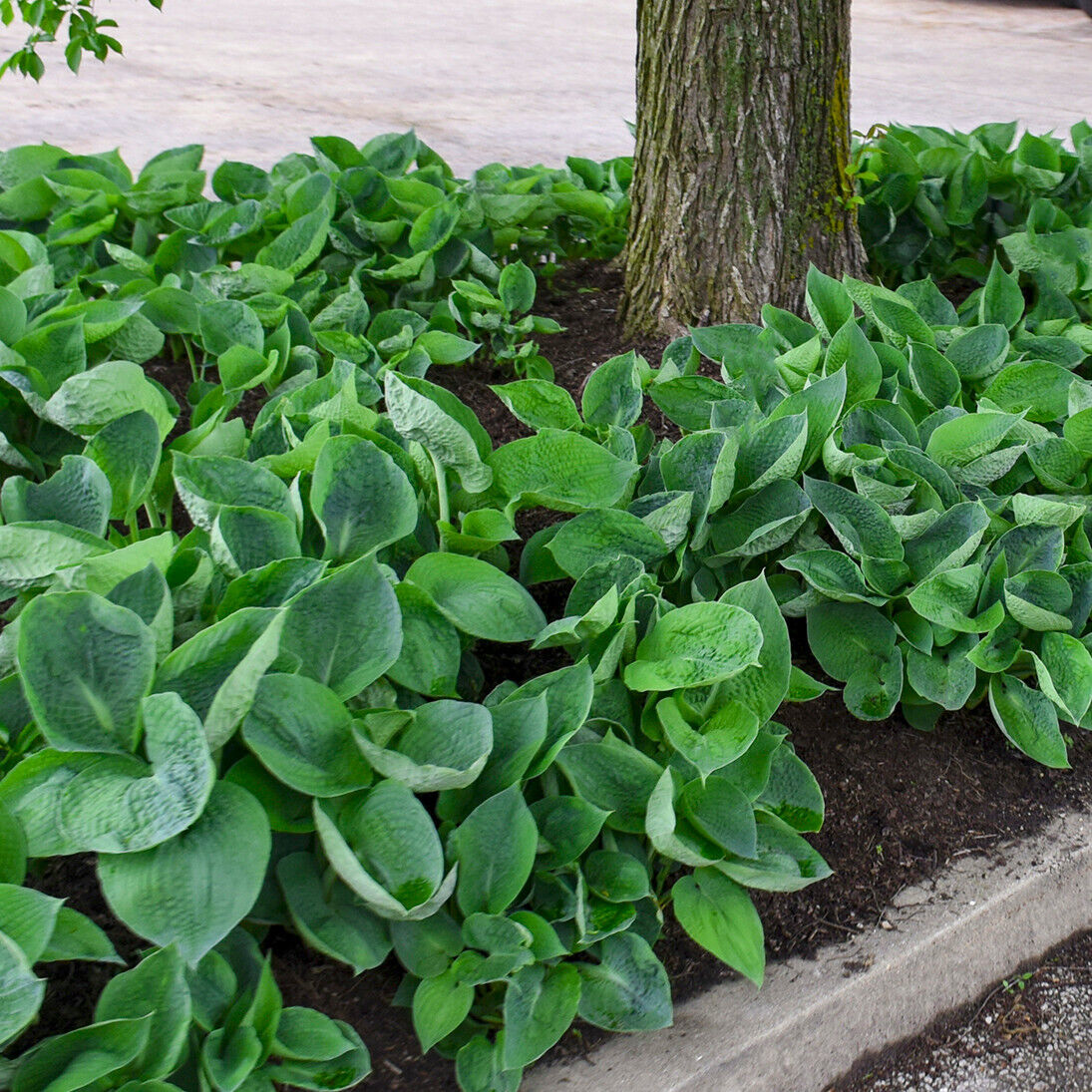 Hosta Abiqua Drinking Gourd 5.25" Pot Well Rooted Perennial Shade Cupped