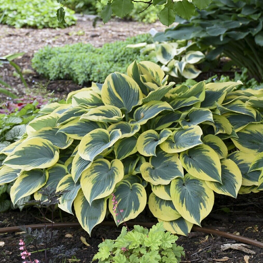 Hosta First Frost Well Rooted 5.25" Pot Perennial Shade Plant NOT A STARTER PLUG