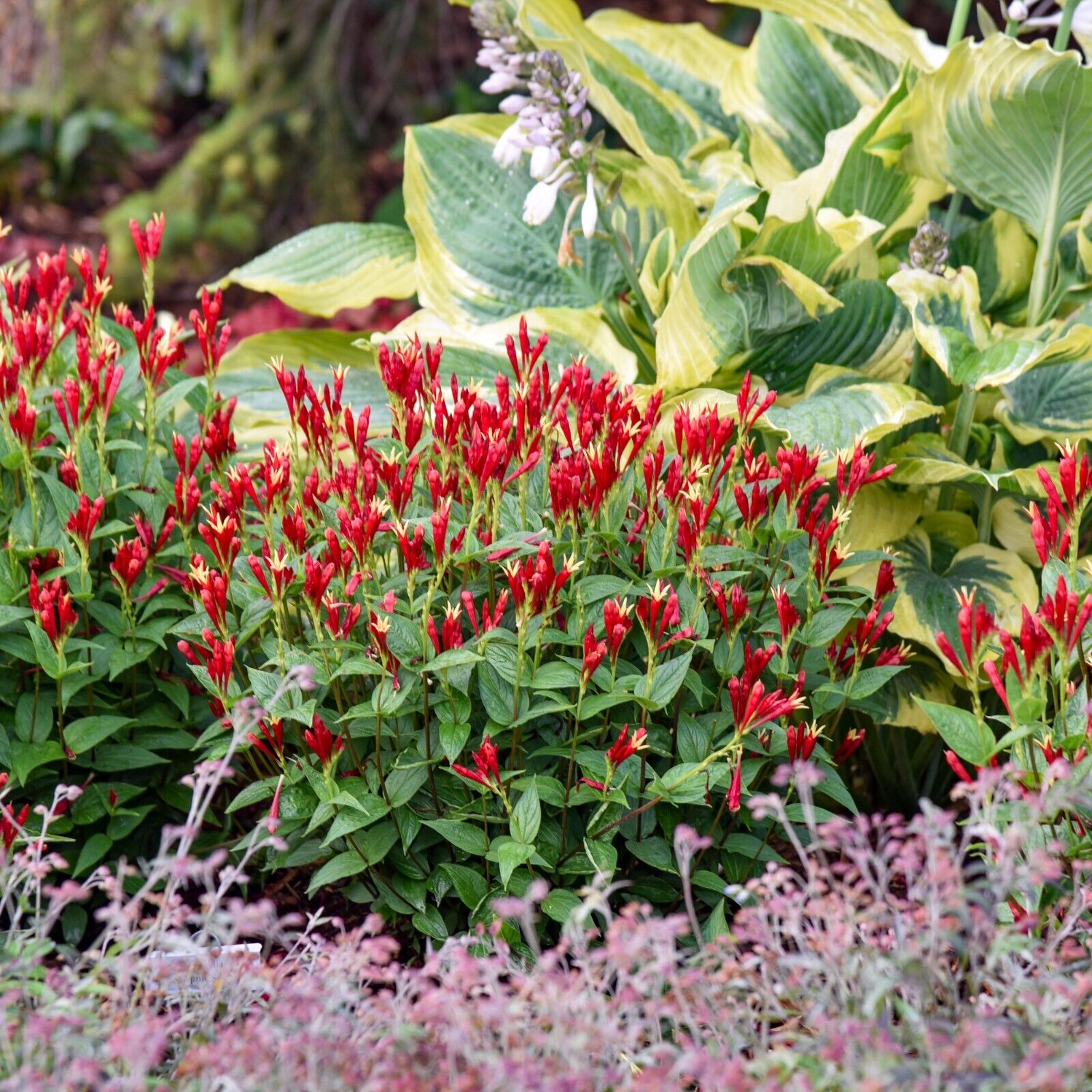 Spigelia Apple Slices 5.25 inch Pot Size Perennial Plant Sun or Shade Native!