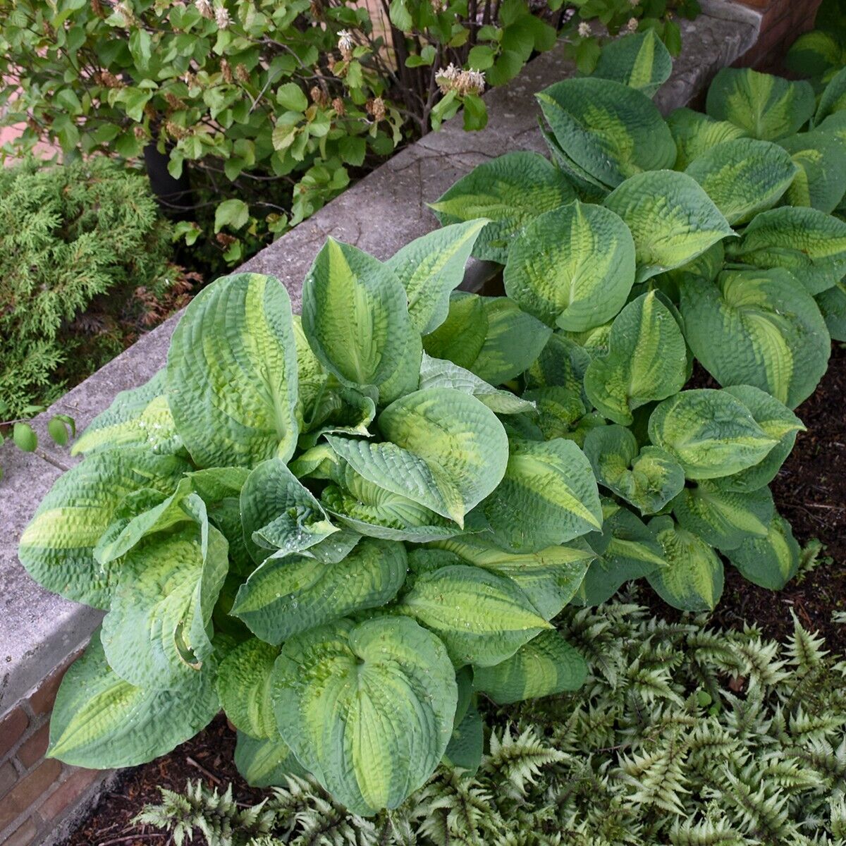 Hosta Brother Stefan 5.25" Pot Well Rooted Perennial Shade Plant Stunning