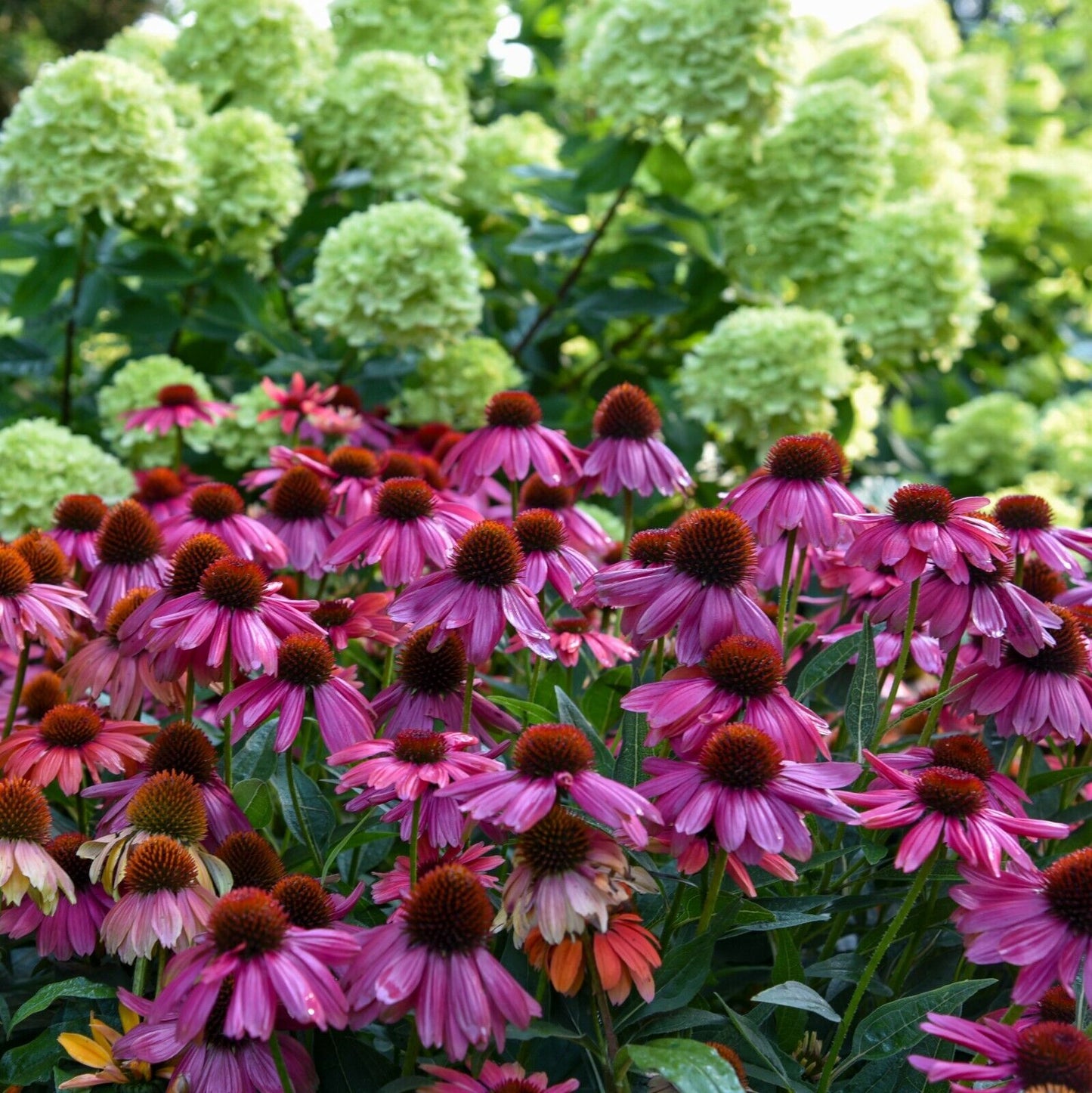 Echinacea Summersong Firefinch Proven Winners 5.25" Pot Perennial Coneflower