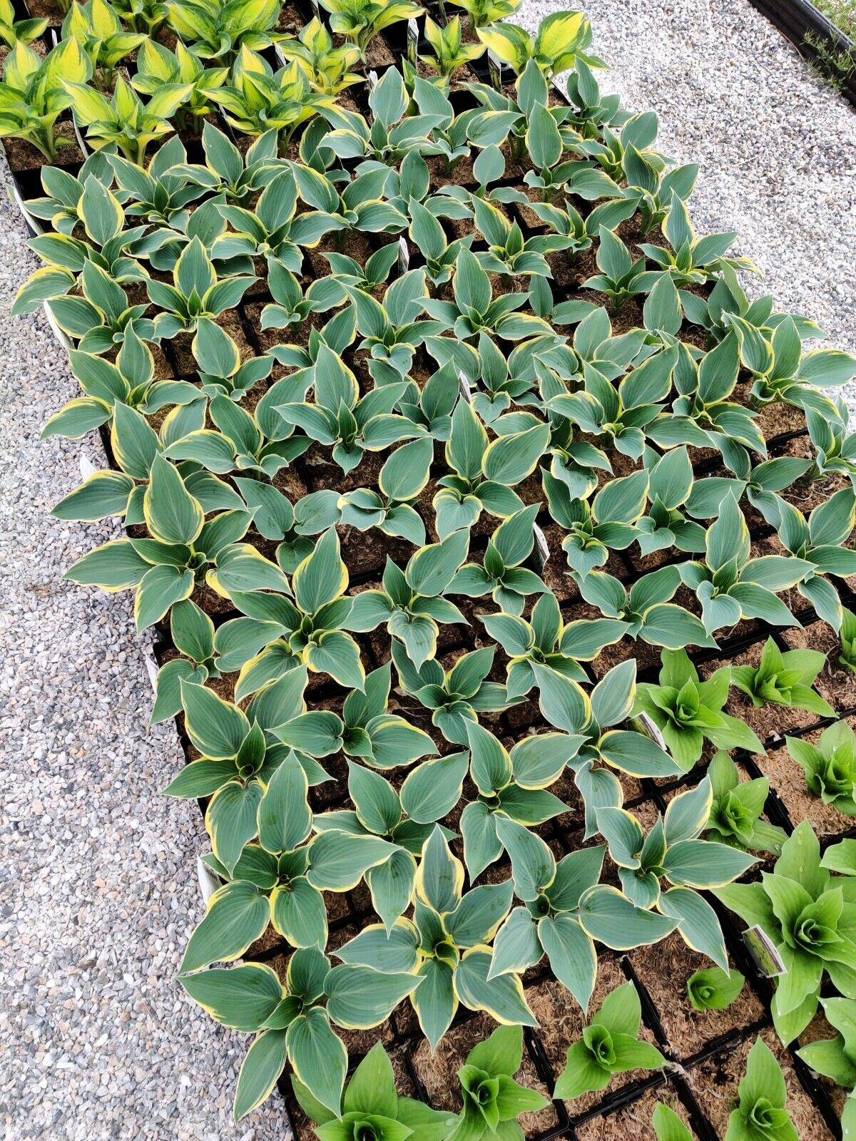 Hosta First Frost Well Rooted 5.25" Pot Perennial Shade Plant NOT A STARTER PLUG