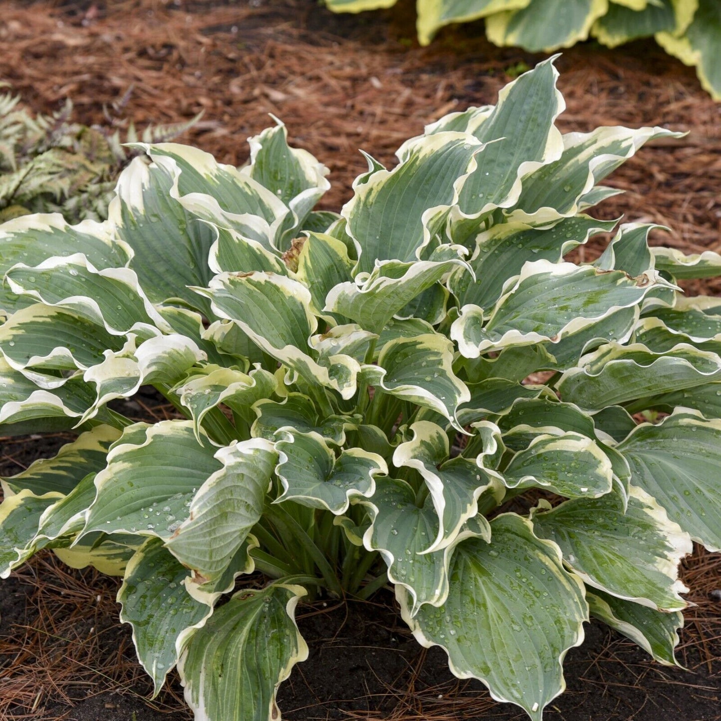 Hosta Hope Springs Eternal Well Rooted 5.25" Pot Perennial Proven Winners