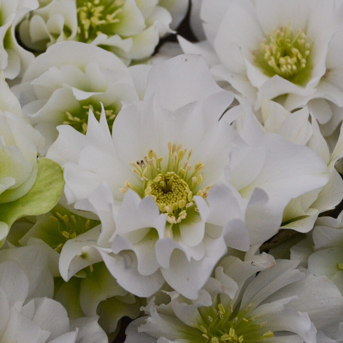 Hellebore 'Wedding Bells' Well Rooted 5.25" Pot Perennial Plant Lenten Rose