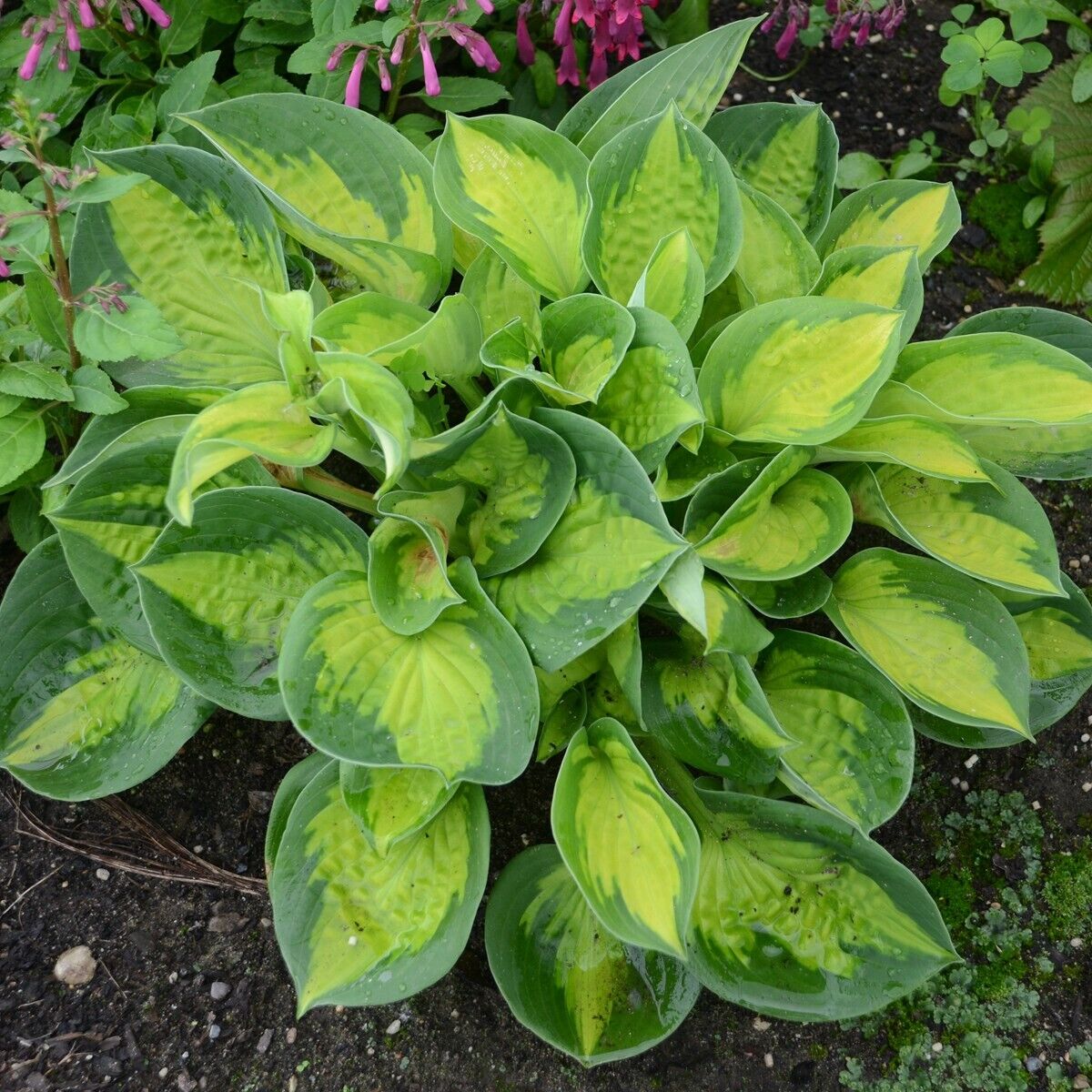 Hosta Pocketful of Sunshine 5.25" Pot Well Rooted Perennial Shade Mini